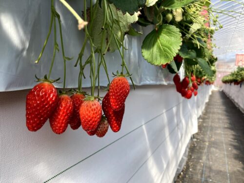 いちご狩り 足立いちご園のいちご2