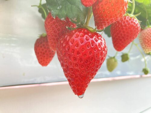 いちご狩り 足立いちご園のいちご3