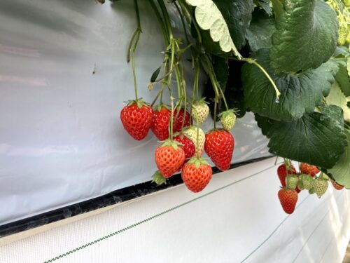 いちご狩り 足立いちご園のいちご1