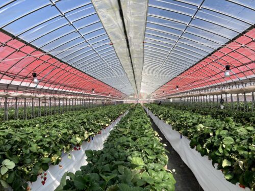 いちご狩り 足立いちご園 広い