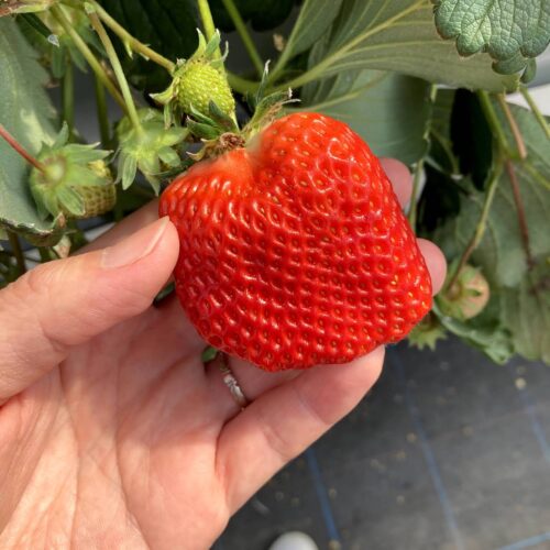 いちご狩り 足立いちご園のいちご 大きい